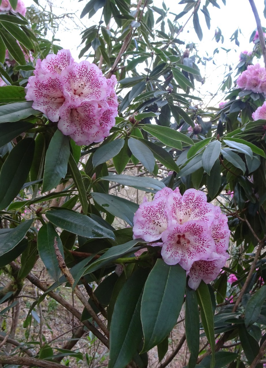 R. irroratum 'Polka Dot'